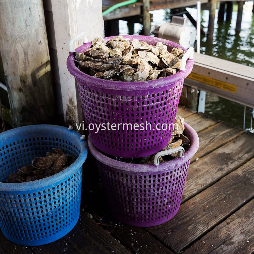 American round basket for oyster